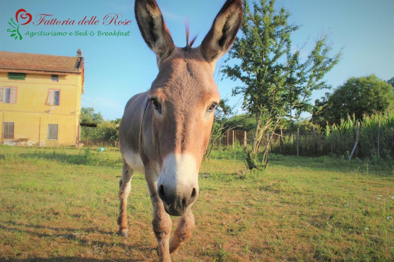 Fattoria Delle Rose Alloggio per agriturismo